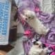 Maltese Shih Tzu Pups