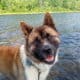 American Akita Puppies