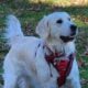 English Cream Golden Retriever Puppies