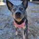 Australian Cattle Dog female