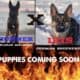 BEAUTIFUL MALINOIS X PUPPIES FOR SALE