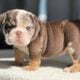 Frenchie Blue Fluffy Female