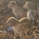 AKC British Yellow Labs–Military/LE Discount 50%