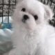 DIAMONDS LIL MALTESE BOY