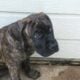 Cane Corso puppies