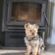 Yorkiepoos of Southeast Ky
