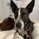 Meet Zinny! Funny, intelligent, affectionate