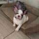 Adorable Frenchie puppies