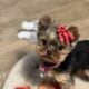 AKC YORKSHIRE TERRIER PUPPIES