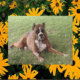 AKC Male Brindle Boxer Puppy 2