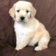 Goldendoodle