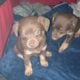 MINTURE PINCHER PUPPYs