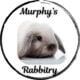Holland lop bunnies!!