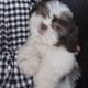 shih tzu puppies for sale