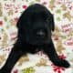Puppies Labrador retriever black for Christmas gif