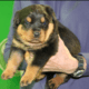 Xtra Large German Male Rottweiler Pup (GREEN BOY)