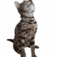 Bengal female
