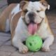 AKC English bulldog