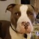 Stratfordshire pittbull puppies