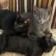 🐾 Bonded Black Kittens & Gray Pal – Shallotte NC