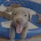 Labrador Retrieves – Silver – AKC Ready Today