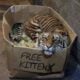 Female Bengal Kitten – Roxy Heart ❤️ on forehead