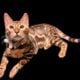 Brown spotted bengal kitten female Chanel