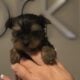Cute Purebred Yorkshire Terrier AKA Yorkie Puppies