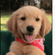 AKC Golden Retriever Puppies Available. 8wks