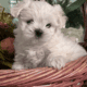 Maltese Male Puppies