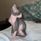 Adorable Sphynx Kittens for Sale in Virginia