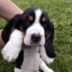 Basset hound puppies for sale