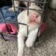 Shitzu poodle puppy’s