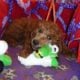 Green Collar Red Poodle