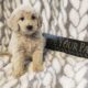 Goldendoodle puppies Ready now: Manitowoc, Wi