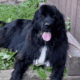 Newfoundland Puppies Male & Female 12 weeks old