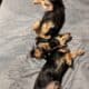 Miniature dachshunds