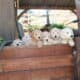 Goldendoodle / Labradoodle puppies