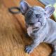 Gorgeous Merle French Bulldog Puppy!