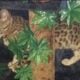 Bengal Kitty Boys
