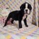 AKC registered boxer puppies