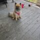 Pomeranian for sale