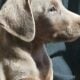 Doberman Pinscher Puppies