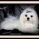 AKC Maltese-$1875 limited registration