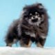 Pomeranian puppies