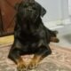 Female Rottweiler Puppy