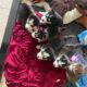 Husky puppies for sale