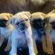 CKC and ACA registerable pugs