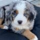Merle Bernese Mountain Dog Pup