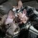 Male Sphynx kittens